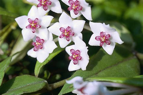What is a Hoya?