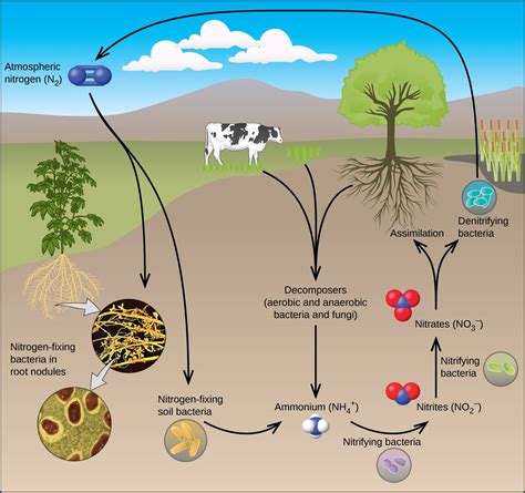 Most Organisms Can Not Use Atmospheric Nitrogen