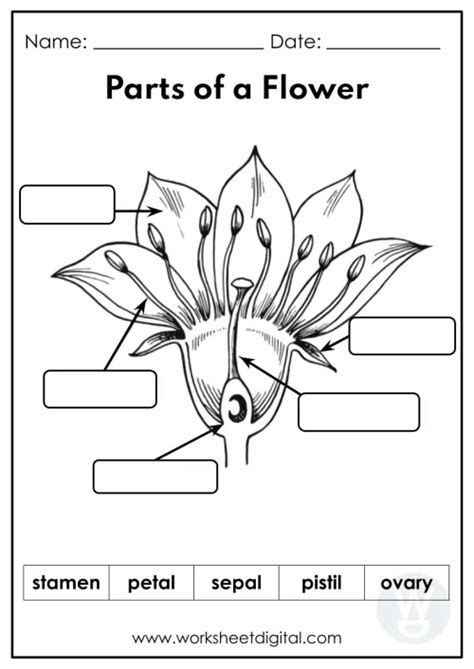 Flower Parts One Less Thing Worksheet