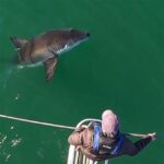 Atlantic White Shark Conservancy Jobs: A Career in Marine Conservation Job Openings Benefits Why It Matters Tips and Tricks for Applying Conclusion