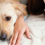 Double Oak Mountain Animal Hospital: A Comprehensive Guide to Pet Care