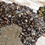 Zebra Mussels: Predators and Control Methods