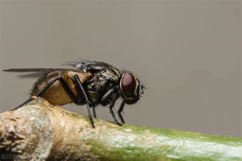 Do Flies Smell?