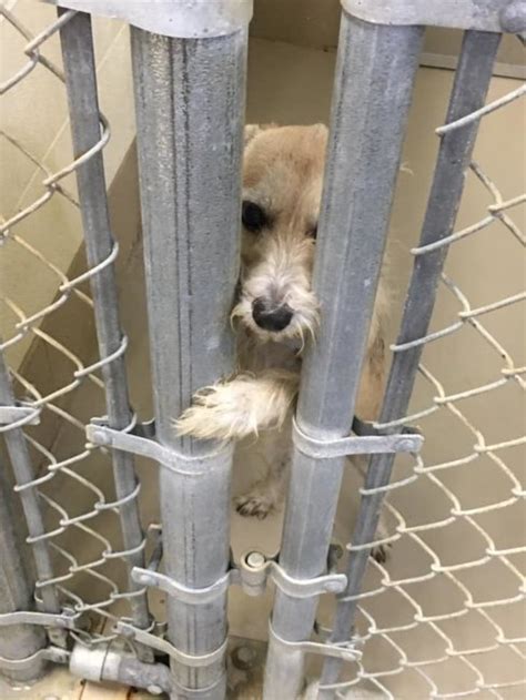 Robertson County Animal Shelter TN: A Haven for Homeless Pets