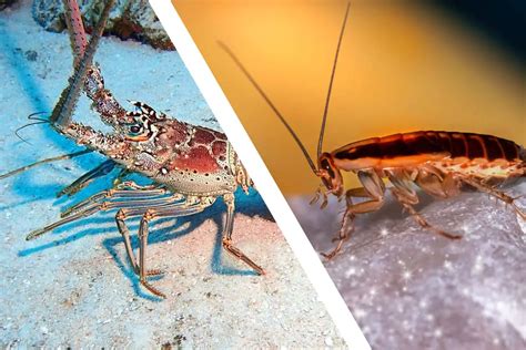 Are Lobsters and Cockroaches Related?