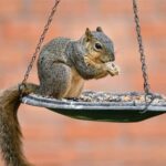 What Bird Food Do Squirrels Not Like?