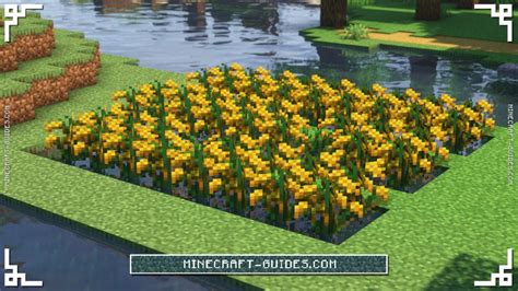How to Plant Rice in Minecraft: A Comprehensive Guide