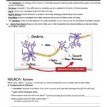 Neuron Worksheet for High School Psychology: A Comprehensive Guide