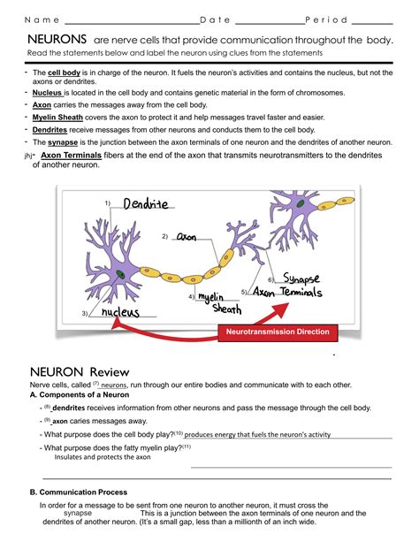 Neuron Worksheet for High School Psychology: A Comprehensive Guide