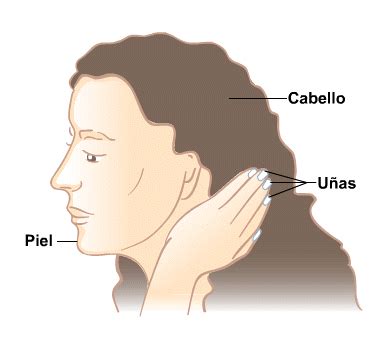 Cosmetology en Español: Una Guía Integral para el Cuidado del Cabello, la Piel y las Uñas