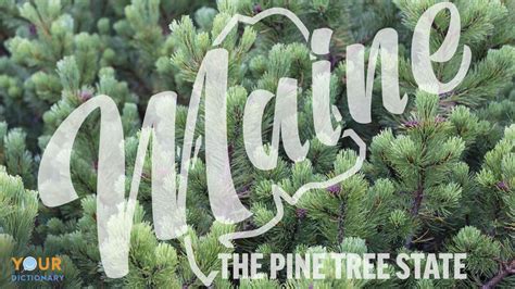 Internships In Maine: Your Gateway to Success in the Pine Tree State