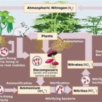 Nitrogen Goes Through the Process of Transformation Nitrogen Fixation Nitrification Assimilation Ammonification Denitrification The Future of the Nitrogen Cycle