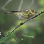 What is the Symbiotic Relationship Between Cuckoos and Warblers?