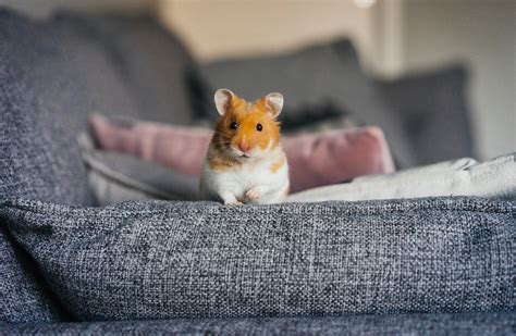 Can I Have a Hamster in My Dorm?