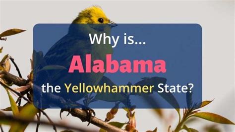 To Yea Alabama: Embracing the Spirit of the Yellowhammer State
