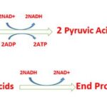 How Many ATP Are Produced in Fermentation?