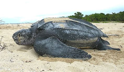 Sea Turtle Preservation Society: Guardians of the Ocean’s Ancient Mariners The Plight of Sea Turtles The STPS Mission Conservation Initiatives Research and Innovation Education and Outreach Success Stories Future Challenges and Opportunities Get Involved Tables