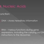 Which Type of Macromolecule Stores Genetic Information? Key Terms FAQs Tables