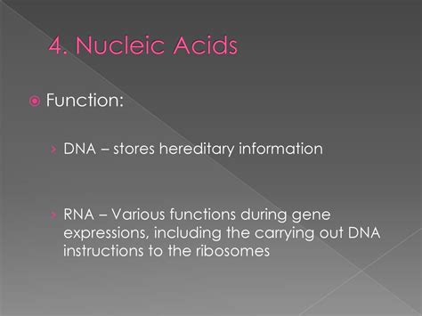 Which Type of Macromolecule Stores Genetic Information? Key Terms FAQs Tables