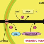 Conversion of Pyruvate to Acetyl CoA: The Gateway to Cellular Metabolism