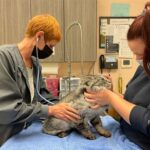 Lemon Bay Veterinary Clinic: Your Trusted Companion in Pet Care