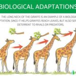 Assimilation in Environmental Science: Understanding the Adaptation of Organisms to Changing Environments Tables