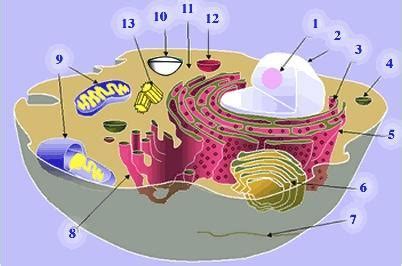 Which Numbered Organelle Produces ATP During Cell Respiration?