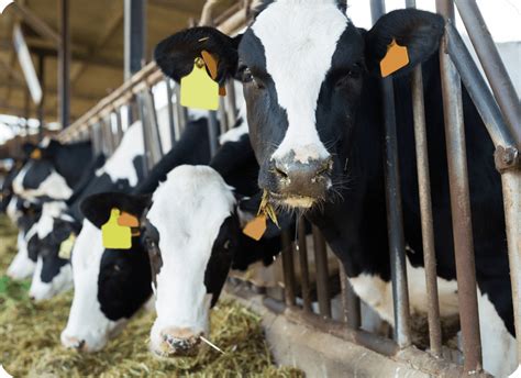 Is Dairy Farming Intensive or Extensive?