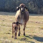 Carroll County GA Top Livestock: A Comprehensive Guide to the County’s Thriving Livestock Industry