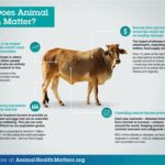 Huber Animal Health: Advancing Animal Well-being and Food Production