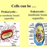 Do Prokaryotes Have Membrane-Bound Organelles?