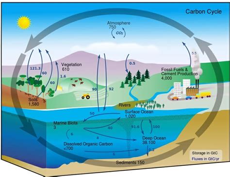 What is the Main Reservoir of Carbon?