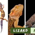 Flat Lizard Traits: A Comprehensive Guide to Their Fascinating Adaptations