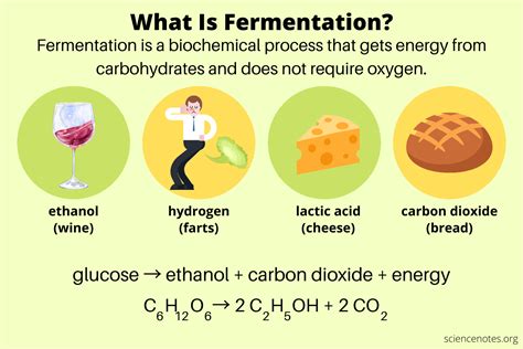 Why Are Fermentation Reactions Important for Cells? Key Terms FAQs Tables