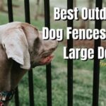 Dog Fence for Large Dogs: Your Comprehensive Guide