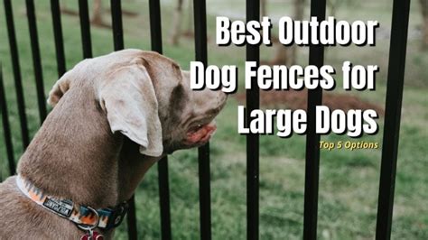 Dog Fence for Large Dogs: Your Comprehensive Guide