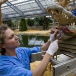 National Zoo Jobs: Find Your Dream Career Among Wildlife