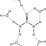 Is Urea Soluble in Water?