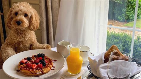 No Pet Fee Hotels Near Me: Discover Affordable Pet-Friendly Stays Comprehensive Table of No Pet Fee Hotels Case Study: The Value of No Pet Fee Hotels Conclusion