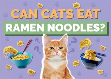 Can Cats Eat Ramen Noodles? The Purr-fect Guide for Feline Foodies