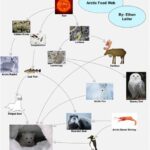 Are Polar Bears Tertiary Consumers? Food Chain and Food Web Ecological Importance of Polar Bears Threats to Polar Bears Conservation of Polar Bears Conclusion