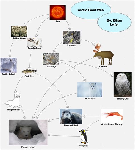 Are Polar Bears Tertiary Consumers? Food Chain and Food Web Ecological Importance of Polar Bears Threats to Polar Bears Conservation of Polar Bears Conclusion