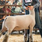 What is the Top Livestock in Montgomery County, Georgia?