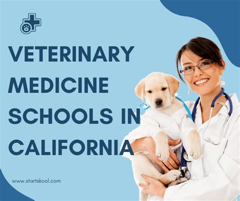 Best Veterinary Colleges in California: A Comprehensive Guide to Top-Ranked Programs