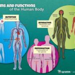 Gadsden State Bio 101: Everything You Need to Know About the Human Body The Human Body The Functions of the Human Body The Structure of the Human Body The Systems of the Human Body