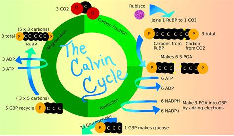 The Universal Energy Molecule Used to Drive the Calvin Cycle: ATP Properties of ATP and NADPH Production of ATP and NADPH Utilization of ATP and NADPH Common Mistakes to Avoid Tips and Tricks Conclusion Additional Resources