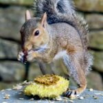 Do Squirrels Eat Sunflower Seeds?