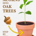 Acorn Farms Ohio: A Guide to Growing Oak Trees for Profit