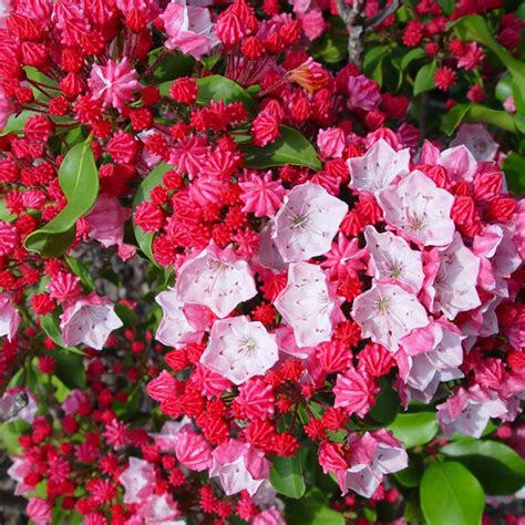 Carol Mountain Laurel: Nature’s Grace Embodied