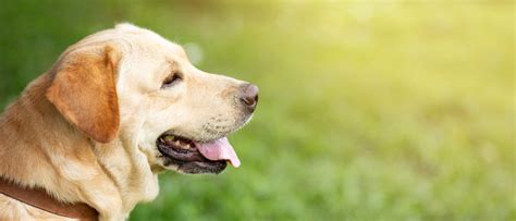 Invisalign Fence Collars: A Comprehensive Guide